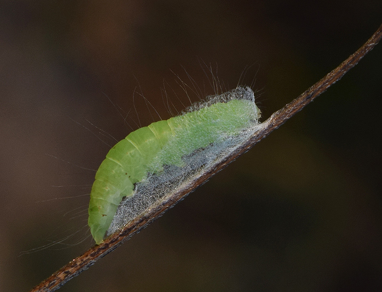 Bozzolo, pupa e adulto di Nycteola asiatica - Nolidae